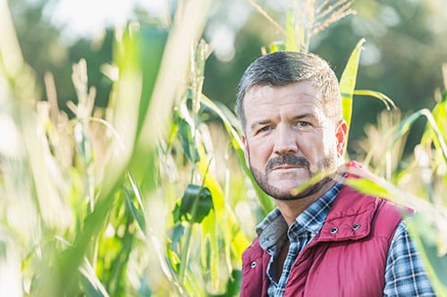 Rural american man standing in cornfield.